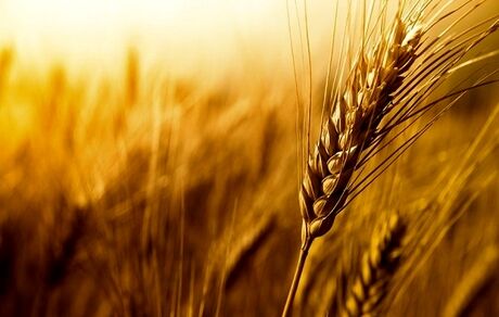 افزایش ۳۷ درصدی خرید تضمینی گندم