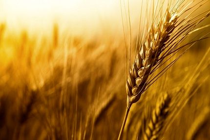 افزایش ۳۷ درصدی خرید تضمینی گندم