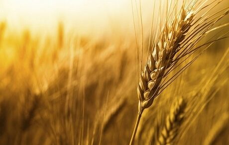 افزایش ۳۷ درصدی خرید تضمینی گندم