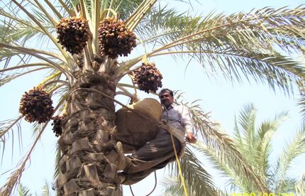 پنج محصول کشاورزی از پرداخت عوارض صادراتی معاف شدند