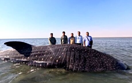 پیدا شدن یک قطعه نهنگ تلف شده در ساحل تیاب شهرستان میناب