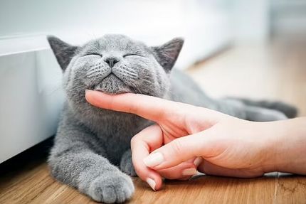 روش ساده و علمی برای ارتباط با گربه‌ها پیدا شد