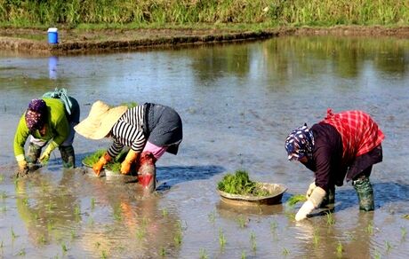 از "موانع کشاورزی سنتی و معیشتی" تا "استفاده از سموم بی کیفیت چینی و هندی"