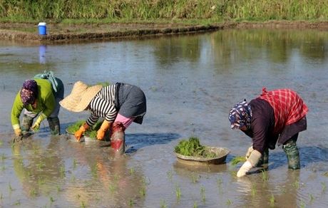از "موانع کشاورزی سنتی و معیشتی" تا "استفاده از سموم بی کیفیت چینی و هندی"