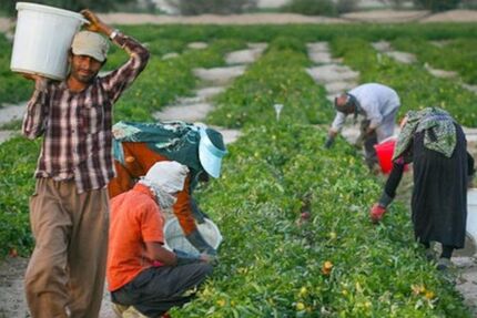 خرید حمایتی ۴ میلیون تن محصول از کشاورزان توسط دولت