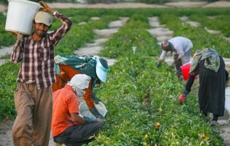 خرید حمایتی ۴ میلیون تن محصول از کشاورزان توسط دولت