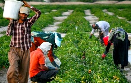 خرید حمایتی ۴ میلیون تن محصول از کشاورزان توسط دولت