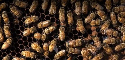 تایید اولین واکسن زنبورعسل در آمریکا