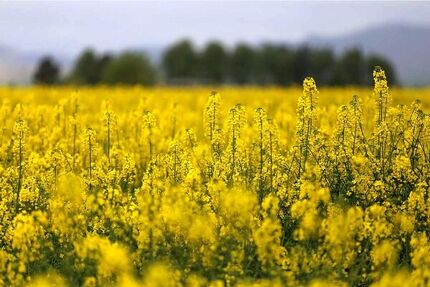 پیش بینی برداشت ۳.۵ هزار تن کاملینا در لرستان