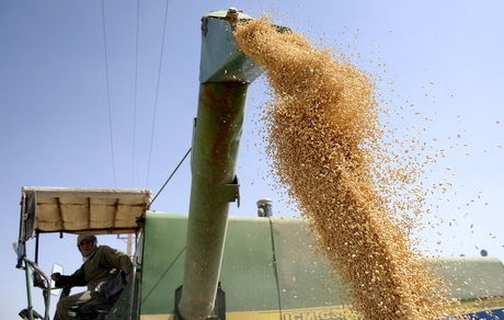 تولید غلات در ایران به ۲۰٫۸ میلیون تن رسید