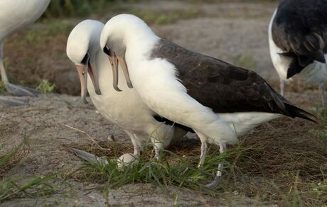پیرترین پرنده وحشی شناخته‌شده در جهان، تخم‌گذاری کرد
