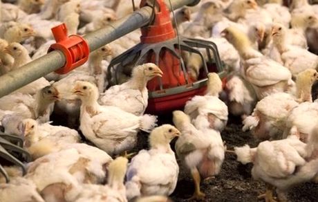 روسیه از ابتلای انسانی بیماری فوق حاد پرندگان خبر داد