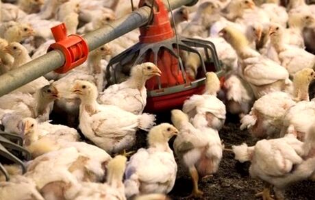 روسیه از ابتلای انسانی بیماری فوق حاد پرندگان خبر داد