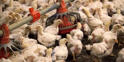 روسیه از ابتلای انسانی بیماری فوق حاد پرندگان خبر داد