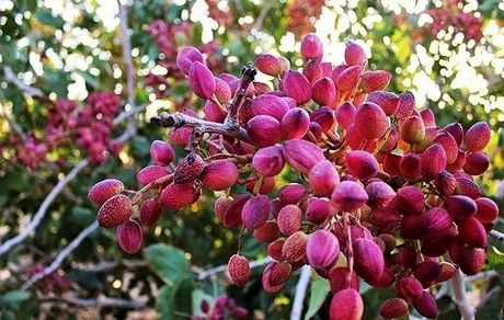 آغاز سومین جشنواره ملی پسته زرندیه در شهر مامونیه مرکز شهرستان زرندیه