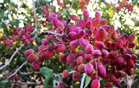 آغاز سومین جشنواره ملی پسته زرندیه در شهر مامونیه مرکز شهرستان زرندیه