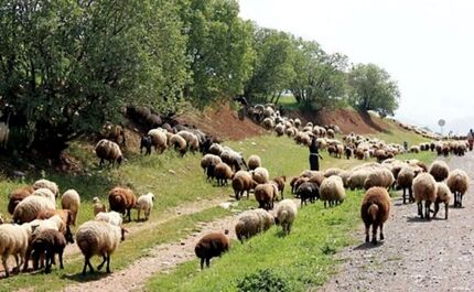 چرای ۳۶ میلیون دام در جنگل‌های زاگرس از عوامل اصلی تخریب منطقه