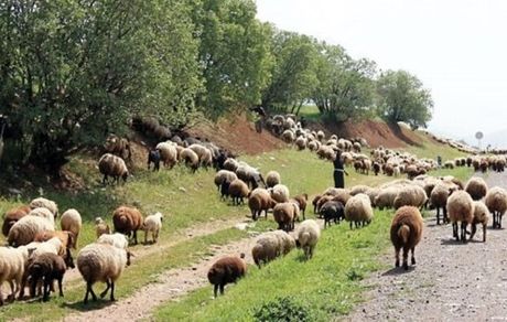 چرای ۳۶ میلیون دام در جنگل‌های زاگرس از عوامل اصلی تخریب منطقه