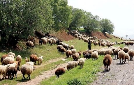 چرای ۳۶ میلیون دام در جنگل‌های زاگرس از عوامل اصلی تخریب منطقه