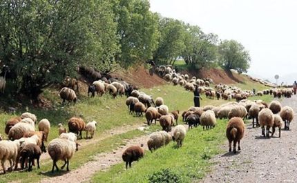 چرای ۳۶ میلیون دام در جنگل‌های زاگرس از عوامل اصلی تخریب منطقه