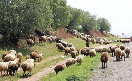 چرای ۳۶ میلیون دام در جنگل‌های زاگرس از عوامل اصلی تخریب منطقه