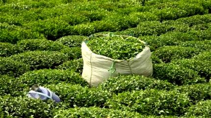 افزایش ۵۲ درصدی قیمت خرید تضمینی برگ سبز چای کاران