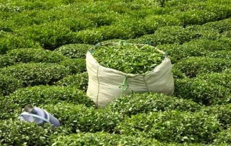 افزایش ۵۲ درصدی قیمت خرید تضمینی برگ سبز چای کاران