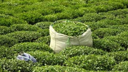 افزایش ۵۲ درصدی قیمت خرید تضمینی برگ سبز چای کاران