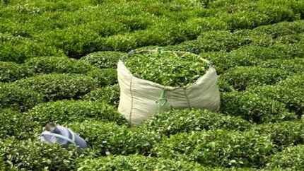 افزایش ۵۲ درصدی قیمت خرید تضمینی برگ سبز چای کاران