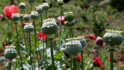 مزارع خشخاش در شهرهای استان خوزستان کشف و معدوم سازی شد