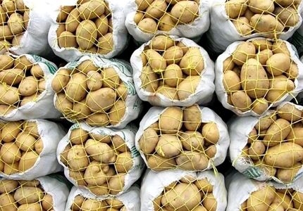 عرضه سیب‌زمینی تنظیم بازار به قیمت ۲۹ هزار و ۵۰۰ تومان