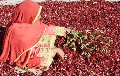 پایان نخستین جشنواره چای ترش در دلگان