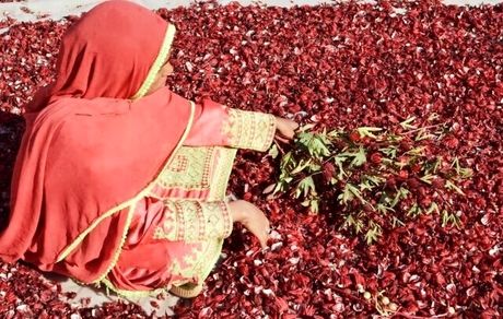 پایان نخستین جشنواره چای ترش در دلگان