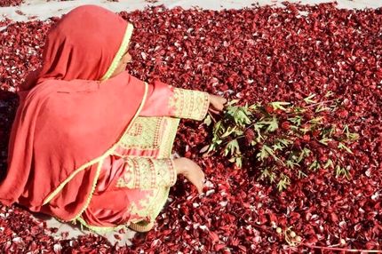 پایان نخستین جشنواره چای ترش در دلگان