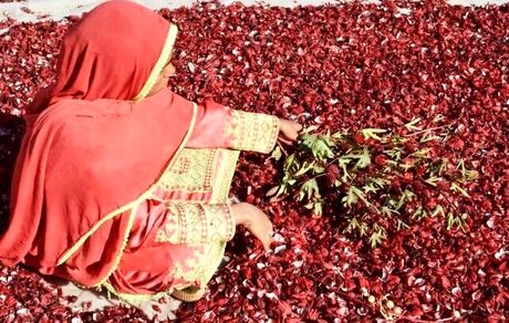 پایان نخستین جشنواره چای ترش در دلگان