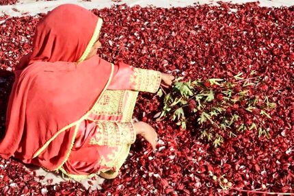 پایان نخستین جشنواره چای ترش در دلگان