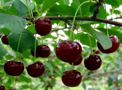 برداشت گیلاس از باغات اشنویه نصف شد