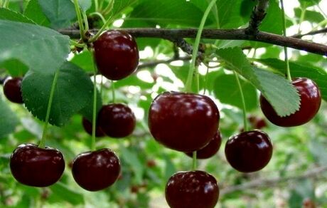 برداشت گیلاس از باغات اشنویه نصف شد
