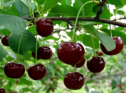برداشت گیلاس از باغات اشنویه نصف شد
