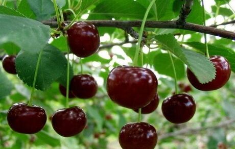 برداشت گیلاس از باغات اشنویه نصف شد