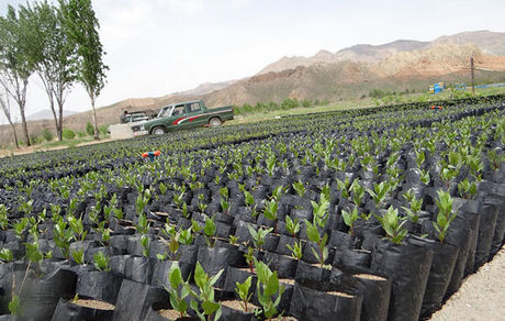 ۲۰ میلیون نهال در کشور توزیع شد