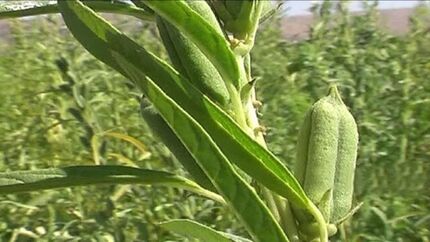 ادامه برداشت کنجد تا پایان آذرماه در بمپور