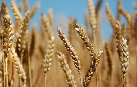 خرید تضمینی ۴۰۸ هزار تن گندم از کشاورزان آذربایجان‌شرقی