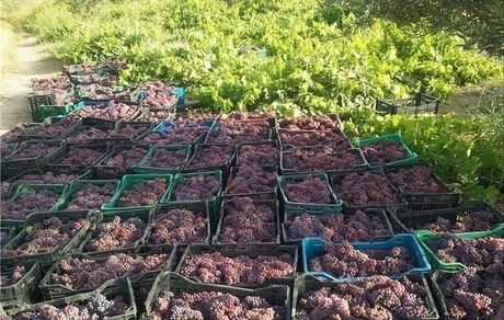 پسته بیشترین سطح از باغات استان قم را تشکیل می‌دهد