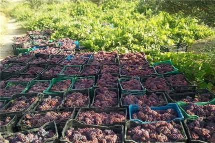 پسته بیشترین سطح از باغات استان قم را تشکیل می‌دهد