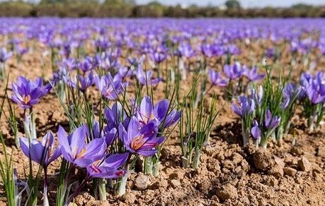 ورود زعفران نو به بازار از ۱۵ روز دیگر/ وضعیت تولید امسال خوب است