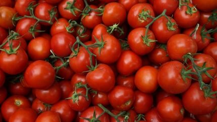 موافقت عراق با صادرات گوجه فرنگی به عربستان سعودی