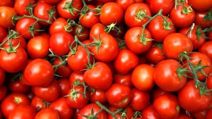 موافقت عراق با صادرات گوجه فرنگی به عربستان سعودی