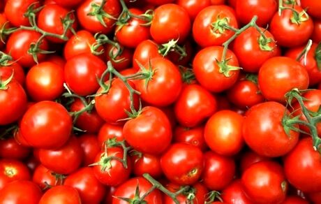 موافقت عراق با صادرات گوجه فرنگی به عربستان سعودی