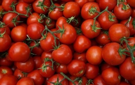 موافقت عراق با صادرات گوجه فرنگی به عربستان سعودی